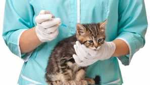 Mají očkování domácí kočky